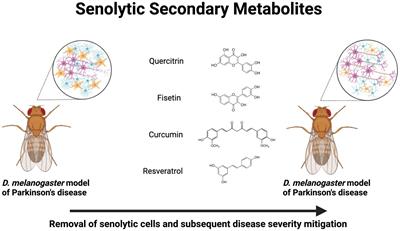 Senolytic and senomorphic secondary metabolites as therapeutic agents in Drosophila melanogaster models of Parkinson’s disease